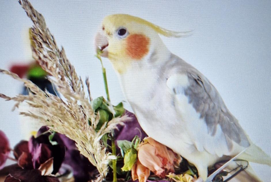 Alerte Disparition Oiseau Mâle , 2024 ans Pecquencourt France