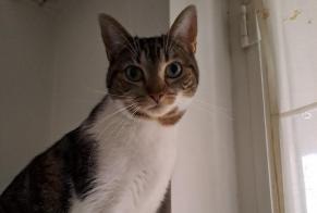 Alerte Disparition Chat croisement Femelle , 3 ans Woluwe-Saint-Pierre Belgique