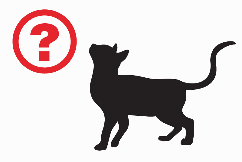 Vermisstmeldung Katze  Männliche , 16 jahre Merlimont Frankreich