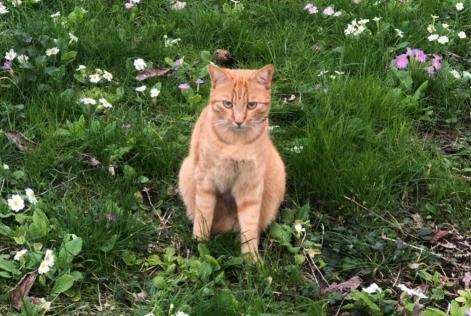 Avviso scomparsa Gatto Maschio , 2 anni L'Haÿ-les-Roses Francia