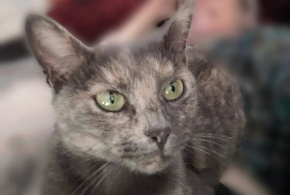 Avviso scomparsa Gatto Femmina , 3 anni La Garde Francia