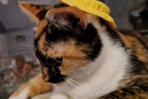 Avviso scomparsa Gatto Femmina , 2 anni Gérardmer Francia