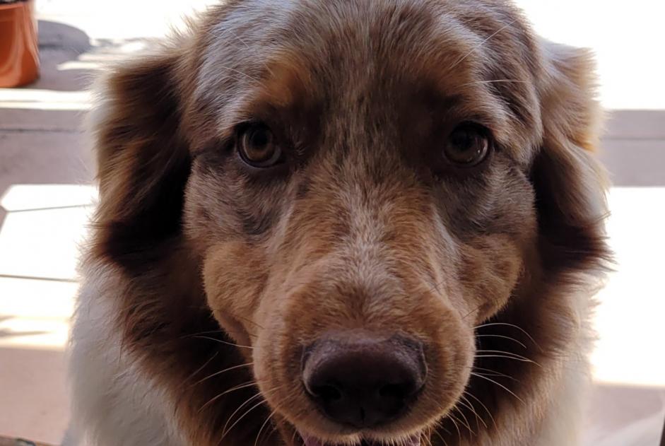 Avviso scomparsa Cane  Femmina , 4 anni Castellane Francia