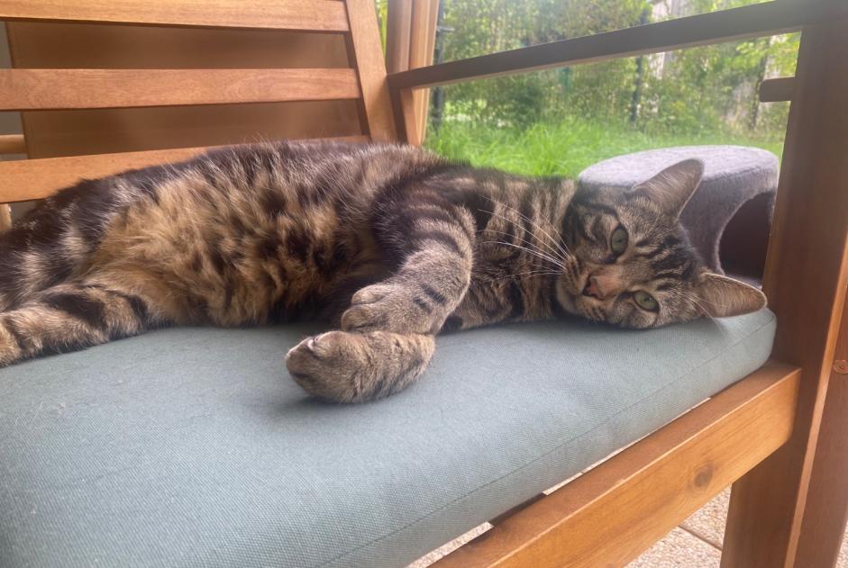 Avviso scomparsa Gatto  Maschio , 3 anni Saint-Leu-la-Forêt Francia