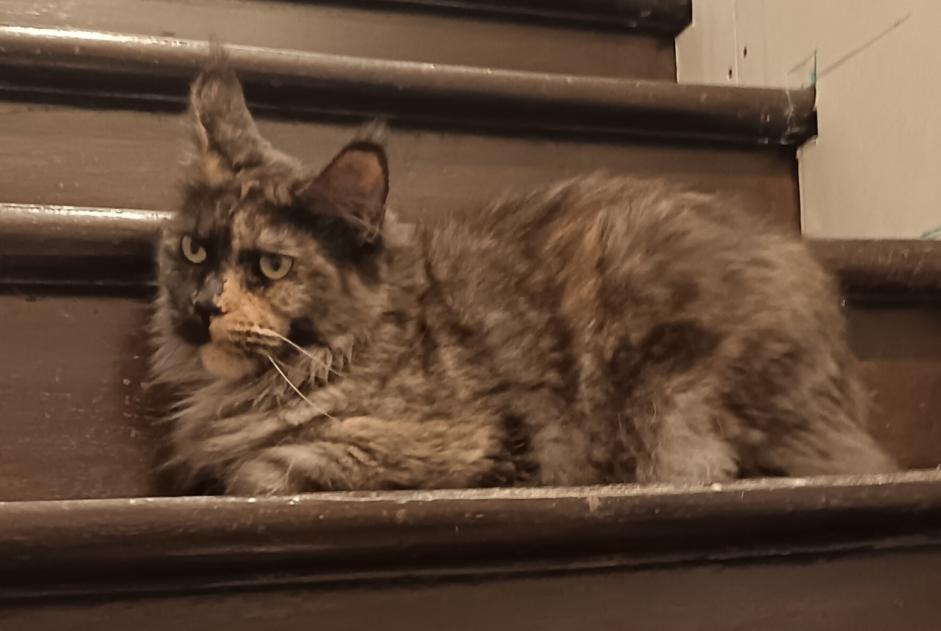 Avviso scomparsa Gatto  Femmina , 3 anni Méry-sur-Oise Francia