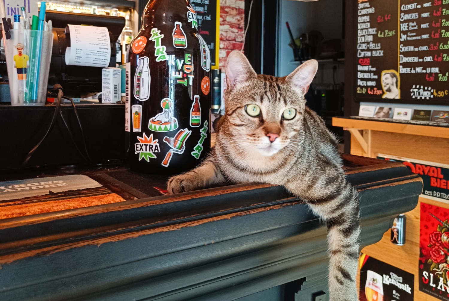 Avviso scomparsa Gatto Maschio , 2 anni Albertville Francia