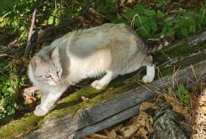 Avviso Ritrovamento Gatto Femmina Le Pompidou Francia