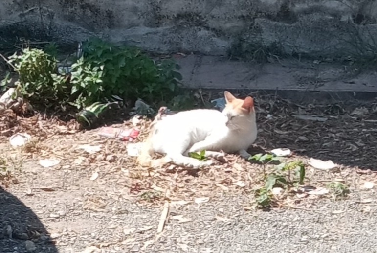 Avviso scomparsa Gatto Femmina , 3 anni Murcia Spagna