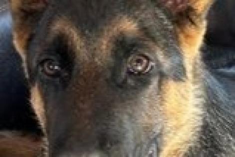 Avviso scomparsa Cane  Maschio , 0 anni Ontinyent Spagna