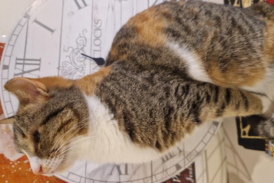 Avviso scomparsa Gatto Femmina , 3 anni Montpellier Francia