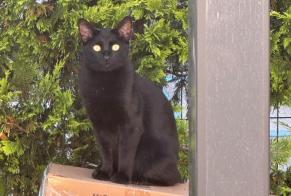 Avviso scomparsa Gatto Maschio , 3 anni Meyrin Svizzera