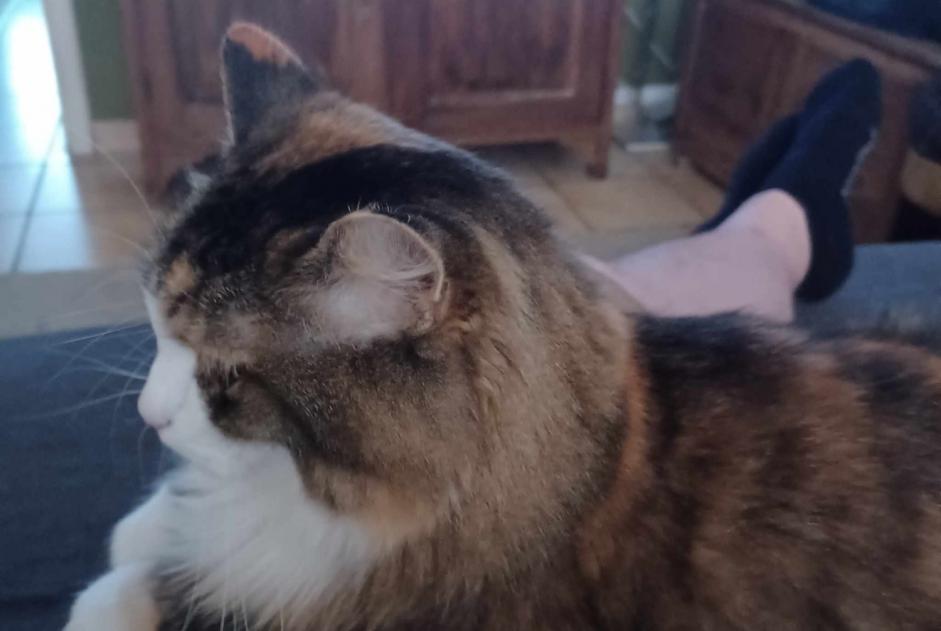 Avviso scomparsa Gatto incrocio di razze Femmina , 8 anni Ans Belgio