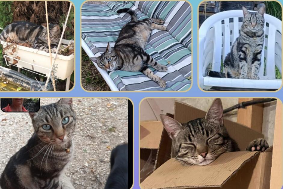 Avviso scomparsa Gatto Maschio , 7 anni Entraigues-sur-la-Sorgue Francia