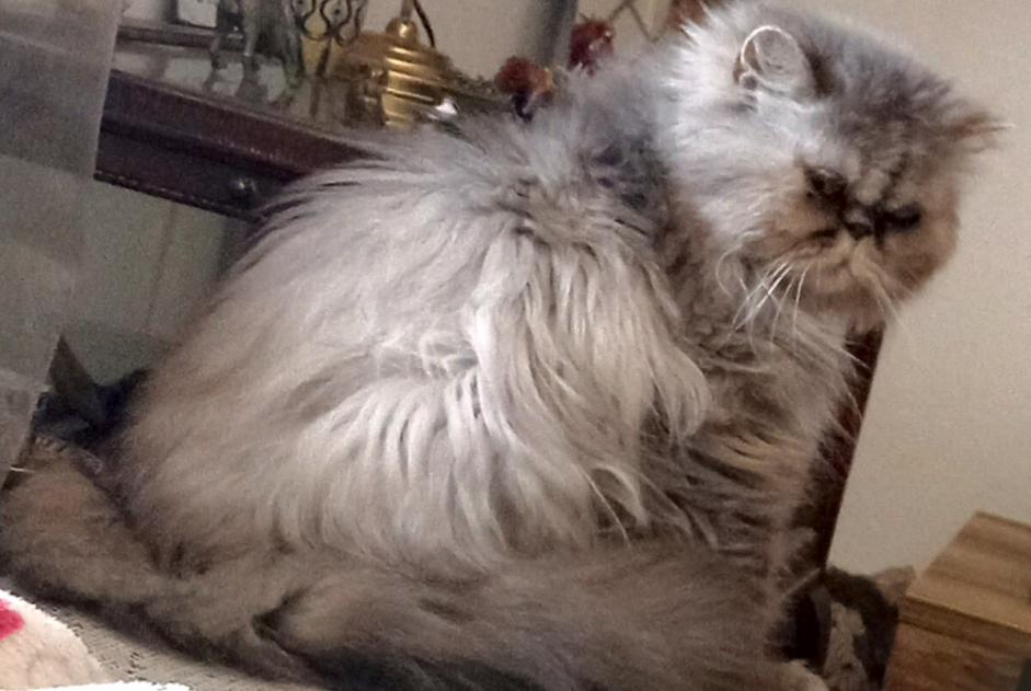 Avviso scomparsa Gatto  Femmina , 10 anni Estavayer Svizzera