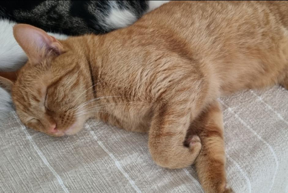 Avviso scomparsa Gatto  Maschio , 2 anni Etterbeek Belgio