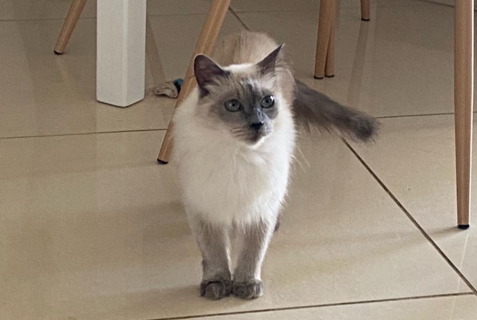 Avviso scomparsa Gatto  Femmina , 14 anni Narbonne Francia