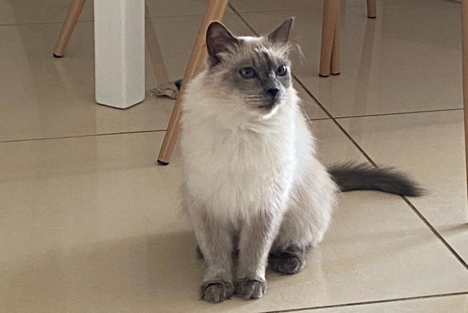 Avviso scomparsa Gatto  Femmina , 14 anni Narbonne Francia