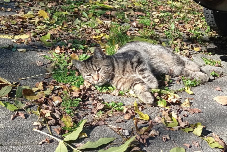 Avviso Ritrovamento Gatto Maschio , Tra 1 e 3 mesi Fribourg Svizzera