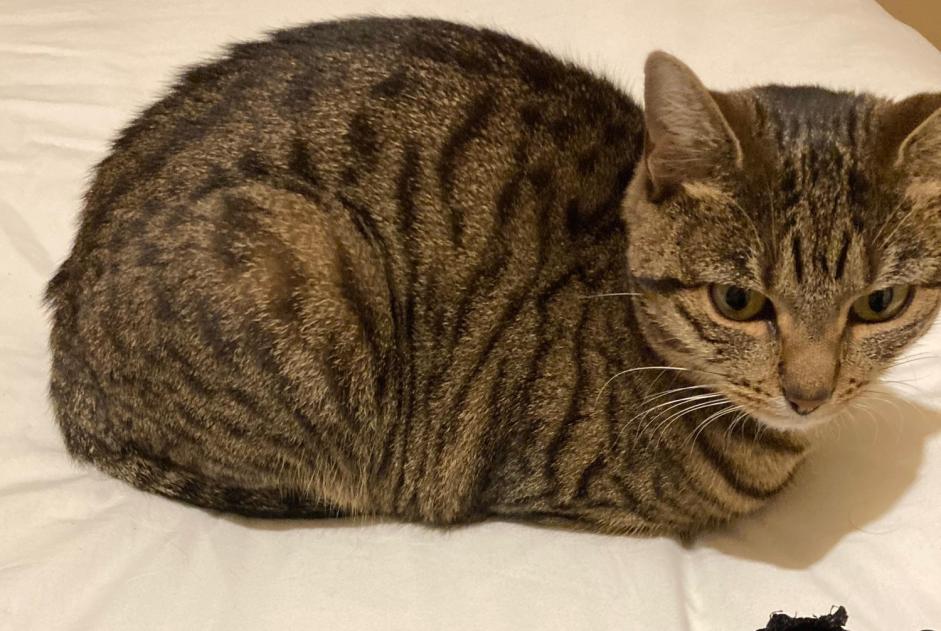 Avviso scomparsa Gatto Femmina , 2 anni Lyon Francia