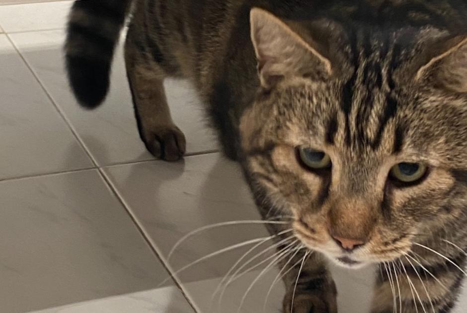 Avviso scomparsa Gatto  Maschio , 12 anni Cannes Francia