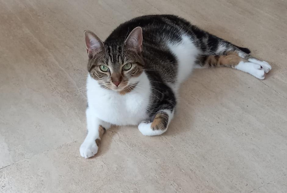 Avviso scomparsa Gatto incrocio di razze Femmina , 3 anni Woluwe-Saint-Pierre Belgio