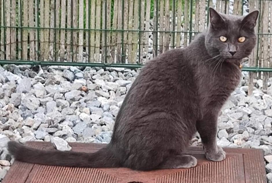 Avviso scomparsa Gatto  Maschio , 6 anni Nandrin Belgio