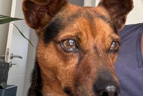 Fundmeldung Hond Männlech Cascais Portugal