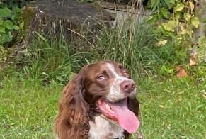 Vermësstemeldung Hond  Männlech , 4 joer Ambès France