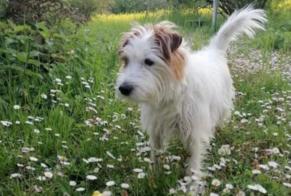 Verdwijningsalarm Hond  Mannetje , 9 jaar Chêne-Bourg Zwitserland
