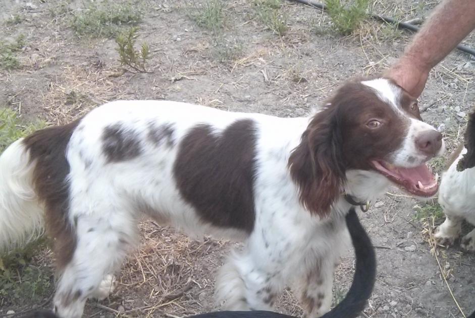 Verdwijningsalarm Hond  Mannetje , 10 jaar Guájar-Alto Spanje