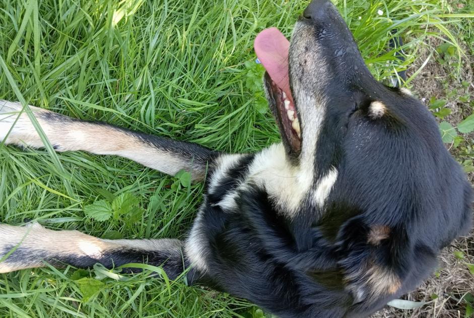Ontdekkingsalarm Hond rassenvermenging Vrouwtje , 1 jaar Hagetmau Frankrijk