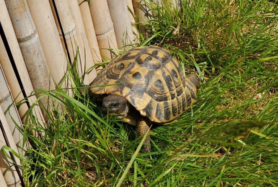 Verdwijningsalarm Schildpad Mannetje , 2024 jaar Le Poiré-sur-Vie Frankrijk