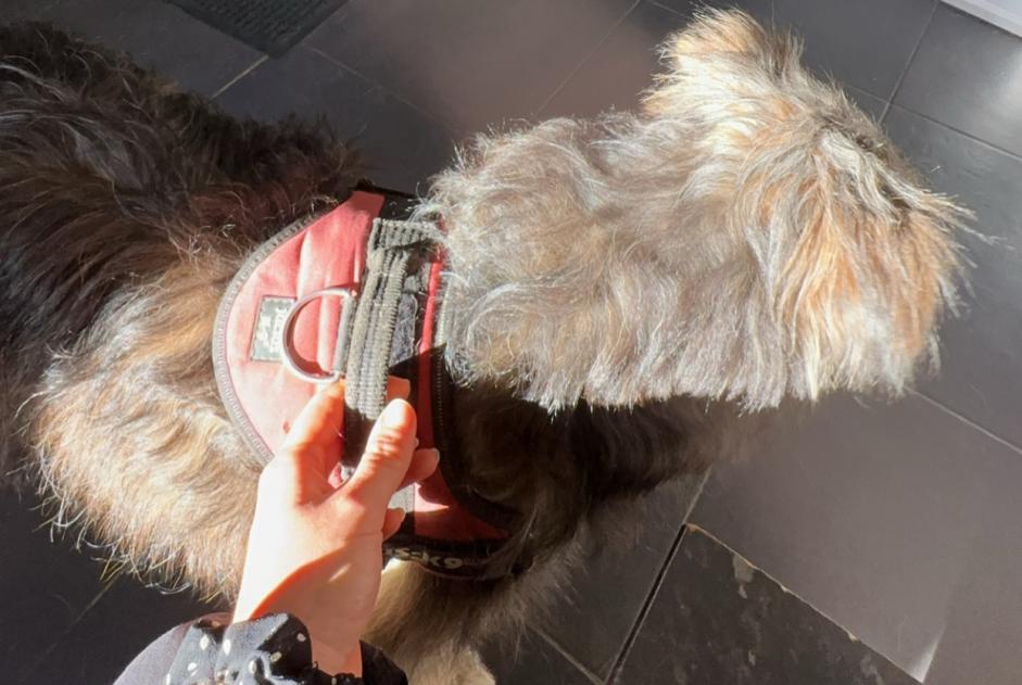 Ontdekkingsalarm Hond Mannetje , 6 jaar Speloncato Frankrijk