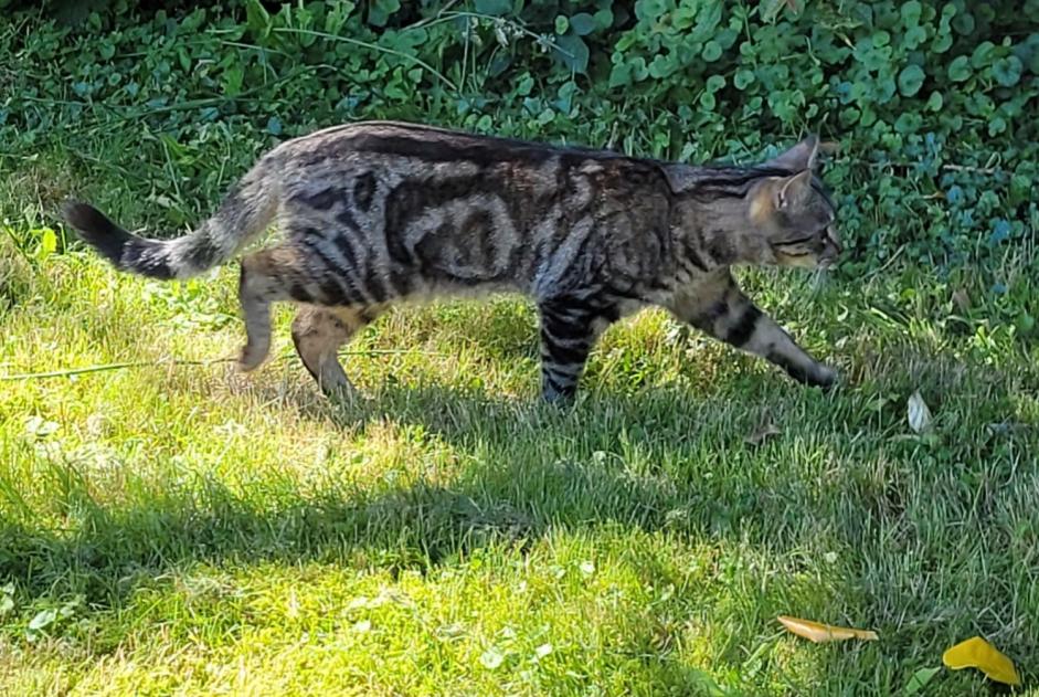 Verdwijningsalarm Kat rassenvermenging Mannetje , 1 jaar Ottignies-Louvain-la-Neuve België