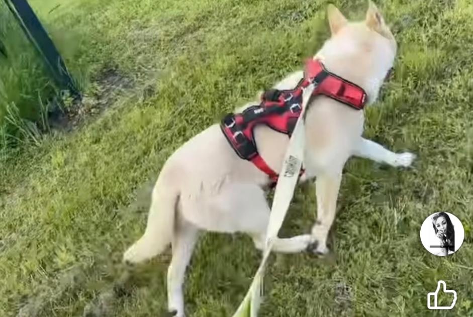 Verdwijningsalarm Hond  Mannetje , 1 jaar Polaincourt-et-Clairefontaine Frankrijk