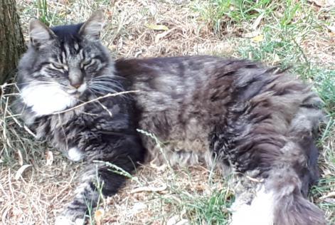 Alerta desaparecimento Gato  Macho , 14 anos La Grange des Champs Belgium