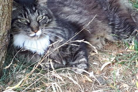 Alerta desaparecimento Gato  Macho , 14 anos La Grange des Champs Belgium