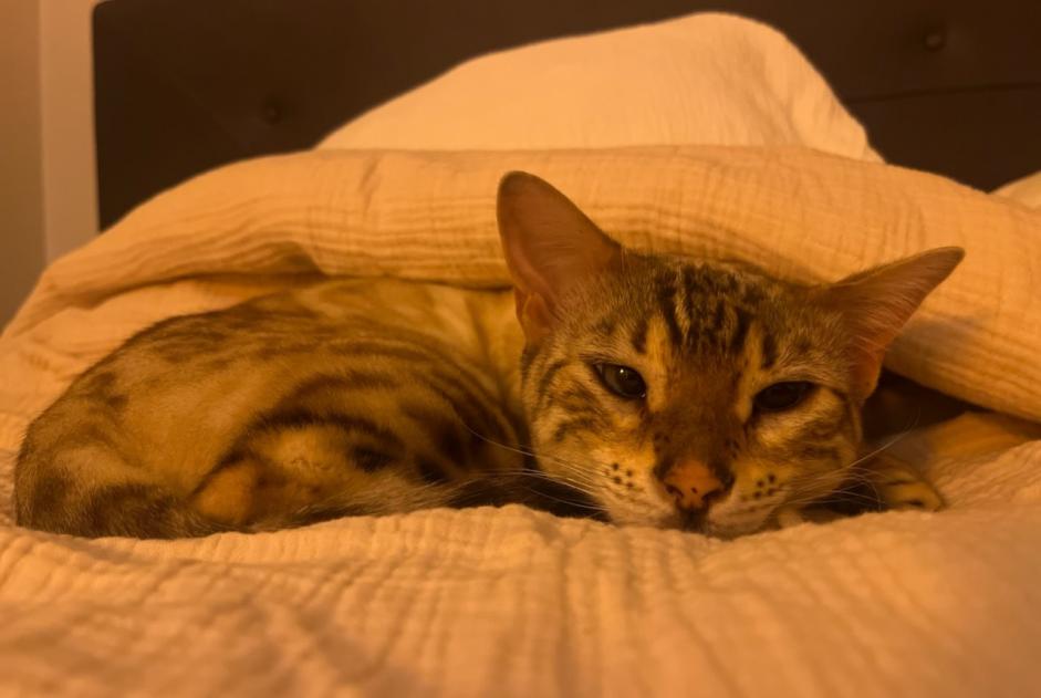 Alerta desaparecimento Gato  Fêmea , 3 anos Saint-Cyr-au-Mont-d'Or France