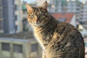 Alerta desaparecimento Gato Fêmea , 2 anos Genève Switzerland