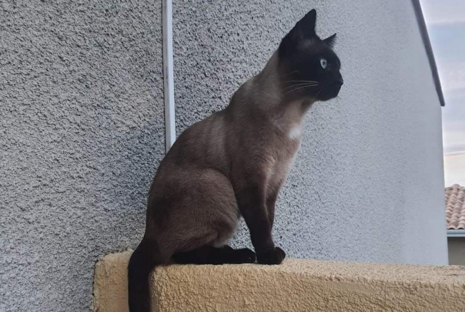 Alerta desaparecimento Gato  Macho , 5 anos Perpignan France