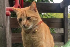 Alerta desaparecimento Gato Macho , 2 anos L'Haÿ-les-Roses France