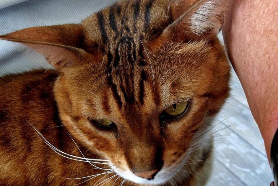 Alerta desaparecimento Gato  Macho , 6 anos Condé-sur-Vesgre France