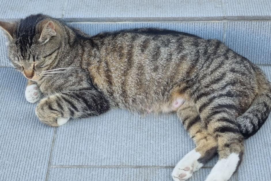 Alerta desaparecimento Gato cruzamento Fêmea , 2 anos Pontfaverger-Moronvilliers France