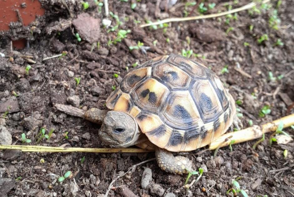 Alerta desaparecimento Tartaruga Fêmea , 2024 anos Bizanos France