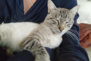 Alerta desaparecimento Gato cruzamento Macho , 3 anos Bernay France