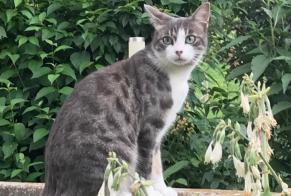 Alerta desaparecimento Gato Fêmea , 1 anos Villorsonnens Switzerland