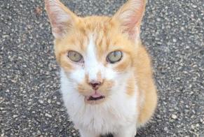 Alerta descoberta Gato Macho Migennes France