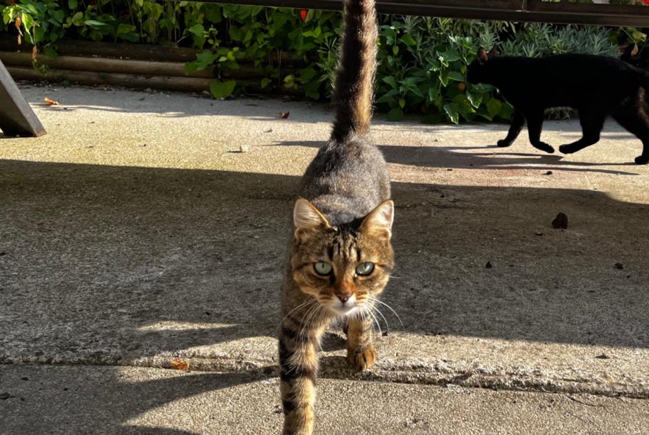 Alerta descoberta Gato Fêmea Saint-Loup-des-Chaumes France