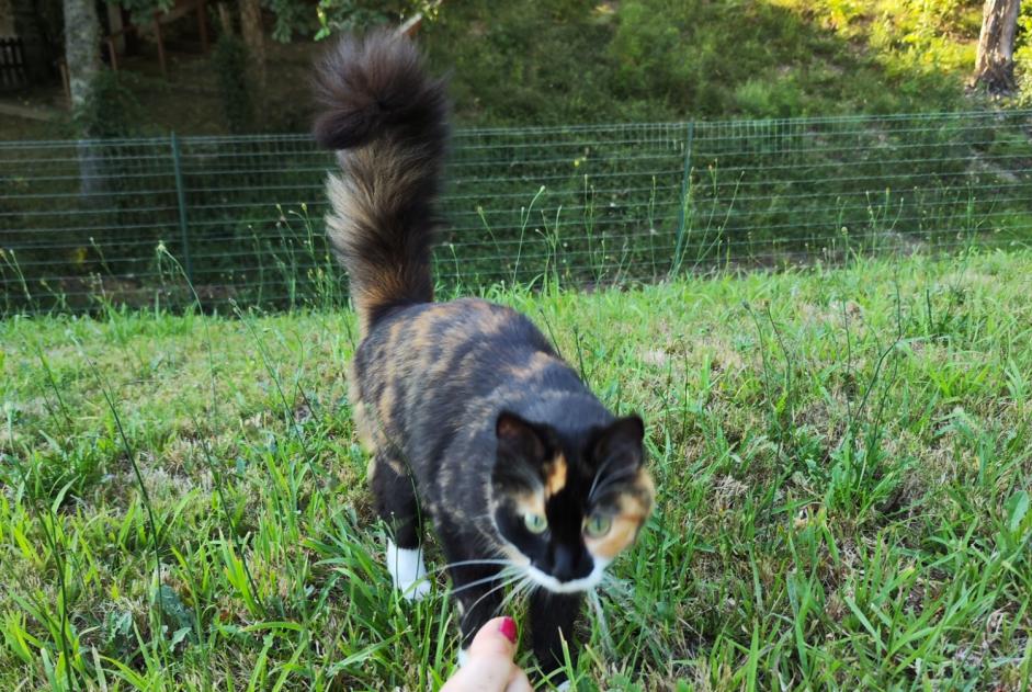 Alerta desaparecimento Gato Fêmea , 2 anos Simancas Spain