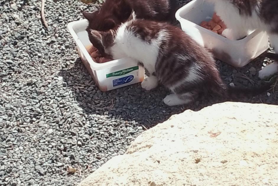 Alerta descoberta Gato Fêmea Boé France